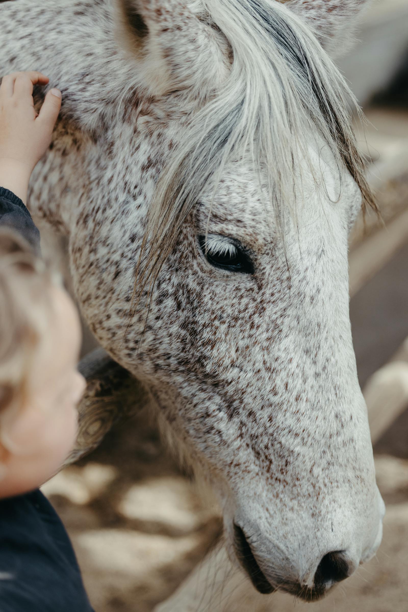 Child gently stroking a dappled horse